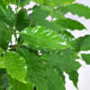 Coffee Arabica
