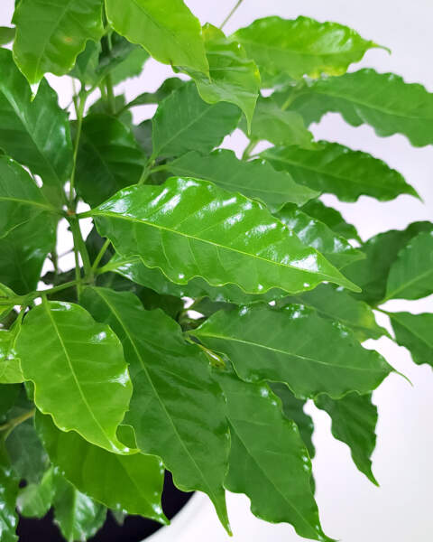 Foliage