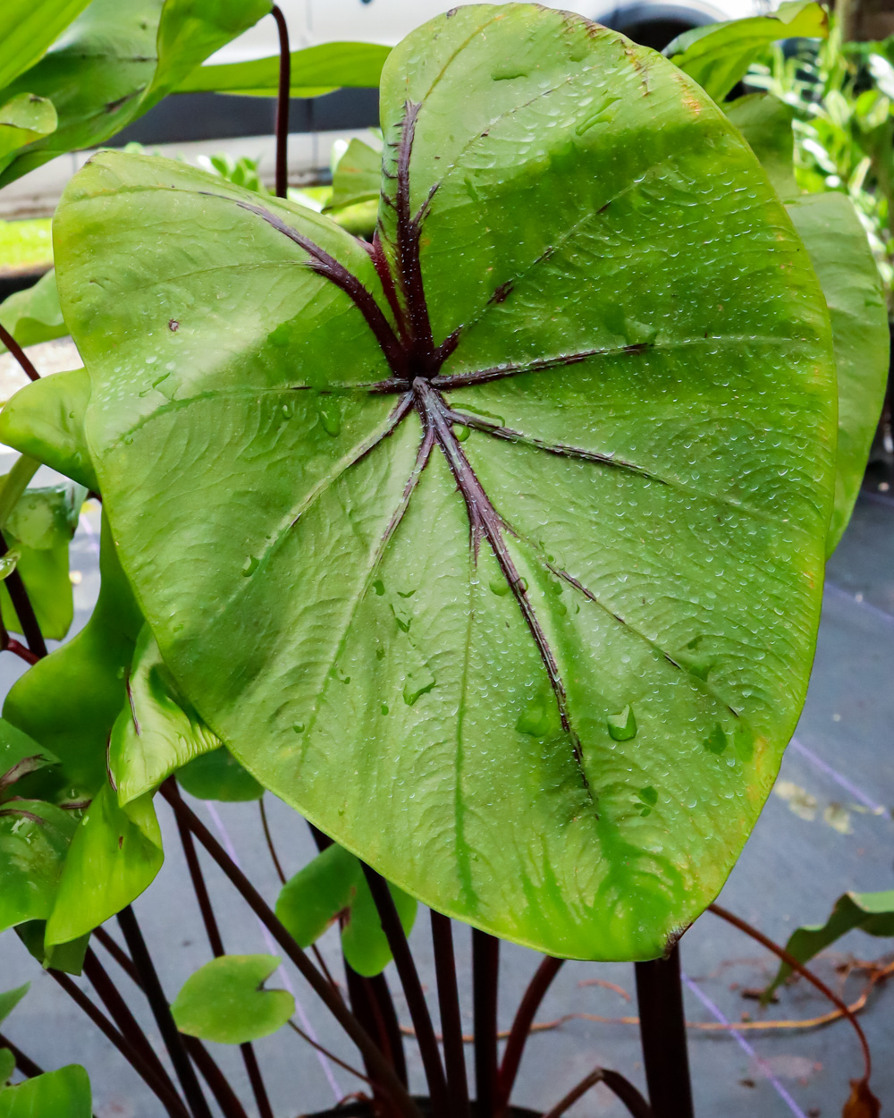 Buy Colocasia Pharaoh's Mask | Free Shipping over $100