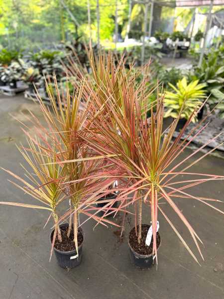 PlantVine Picks PlantVine Picks