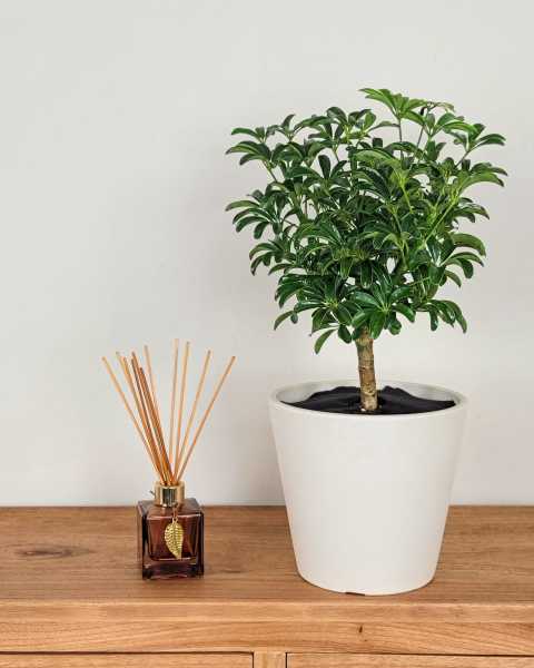Medium, Tree Medium, Tree