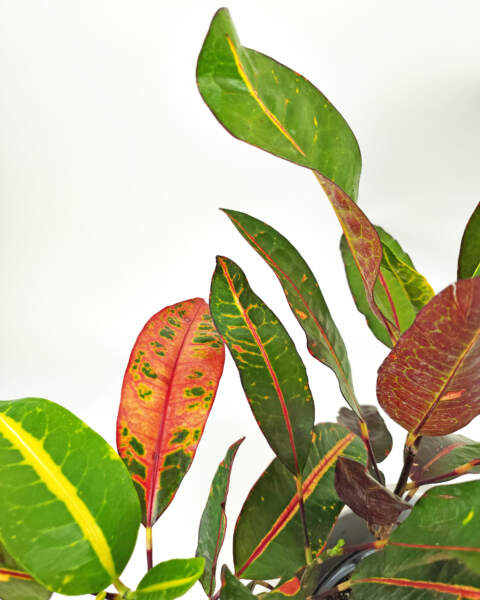 Foliage Foliage
