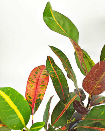 Congo Croton