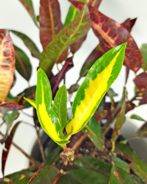 Foliage Foliage