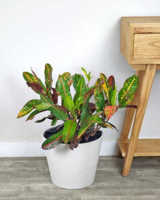 Congo Croton