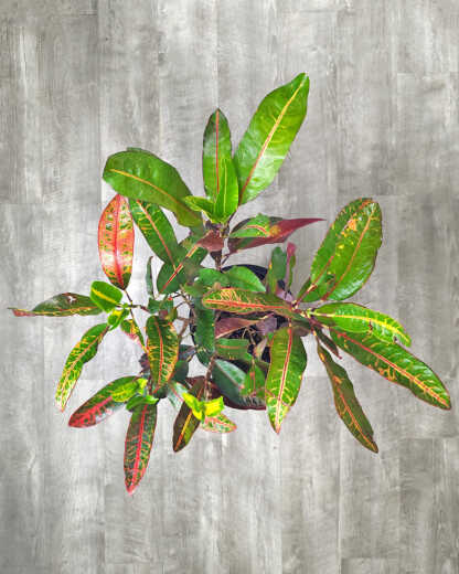 Congo Croton