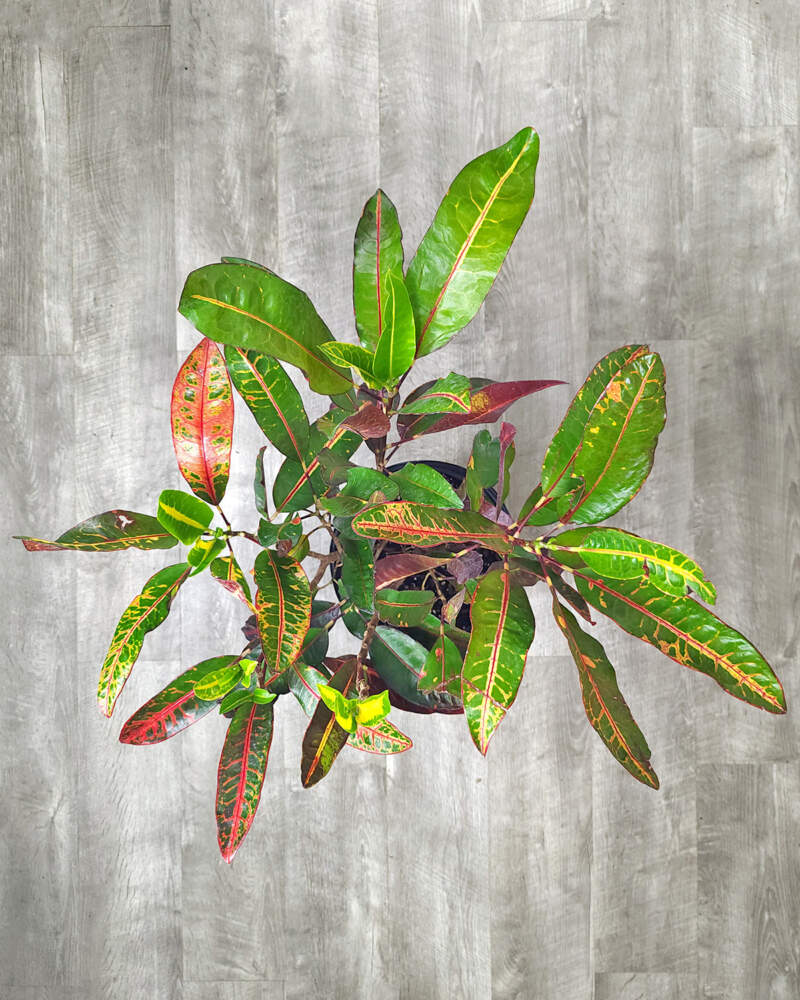 Croton Varieties PlantVine
