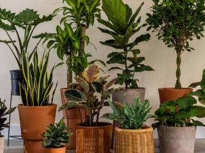 Room of plants