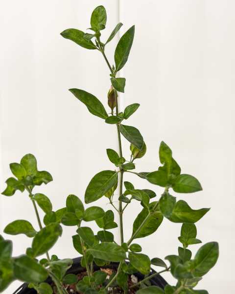 Foliage