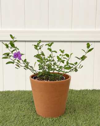 Coral Creeper Purple - Medium