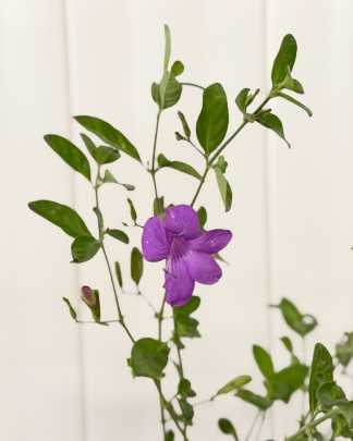 Coral Creeper Purple
