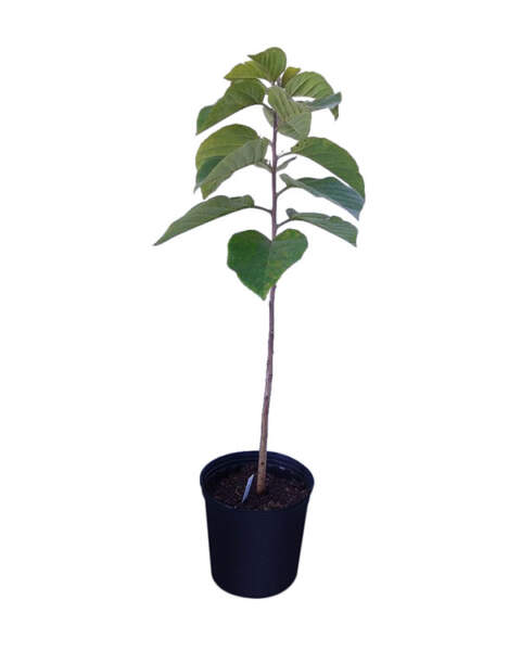 Large Tree