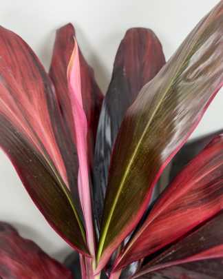 Cordyline fruticosa 'Florida'