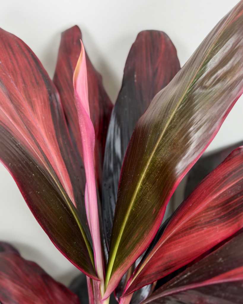 Cordyline fruticosa 'Florida'