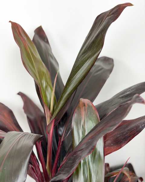 Foliage 2 Foliage 2