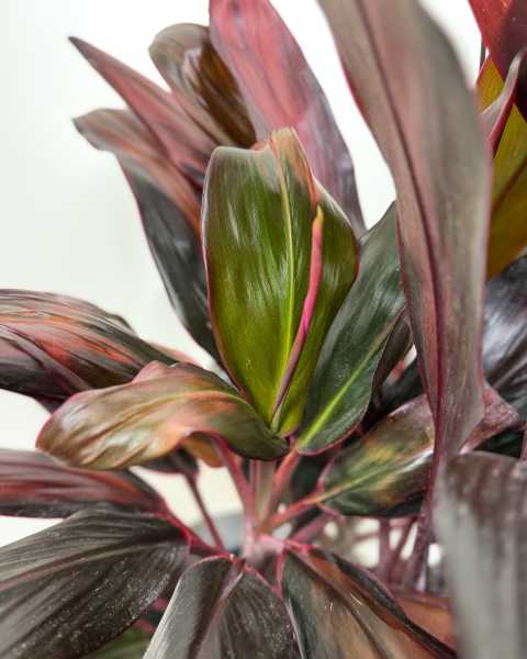Foliage 1 Foliage 1