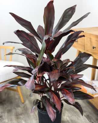 Cordyline fruticosa 'Florida'