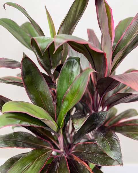 Foliage