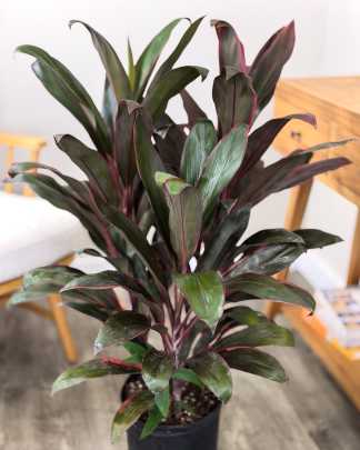 Cordyline fruticosa 'Maria', Ti Plant
