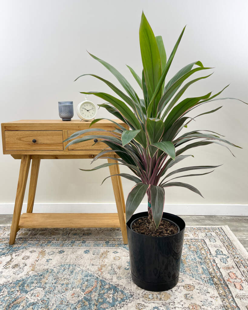 Cordyline fruticosa 'Pink Diamond'