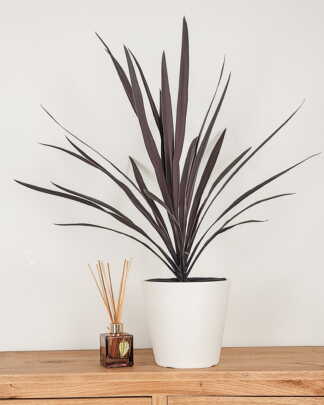 Cordyline Red Sensation
