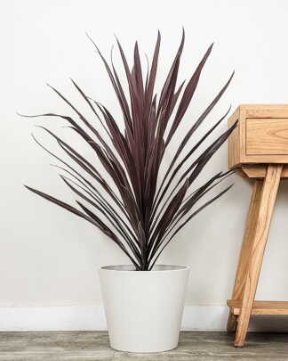 Cordyline Red Sensation