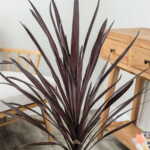 Cordyline Red Sensation