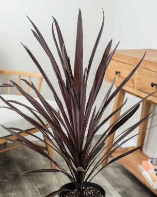 Cordyline Red Sensation