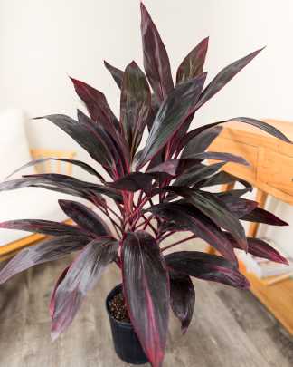 Cordyline fruticosa 'Red Sister', Ti Plant, Cordyline terminalis