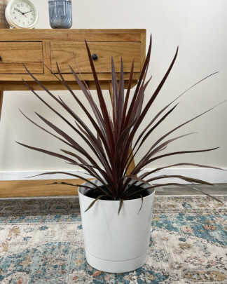 cordyline red star