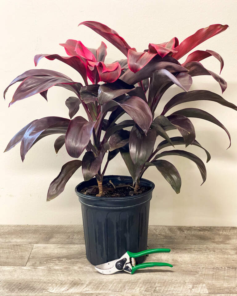 Buy Cordyline fruticosa 'Ruby', Ti Plant Free Shipping over 100