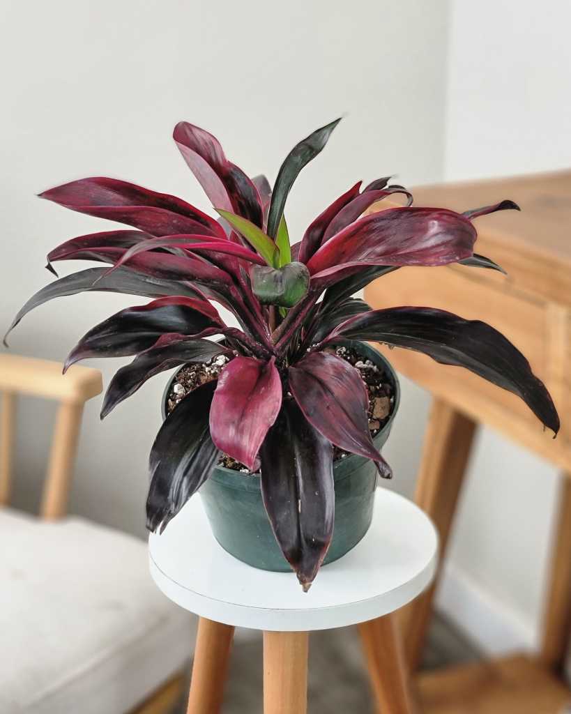 Cordyline fruticosa 'Ruby'
