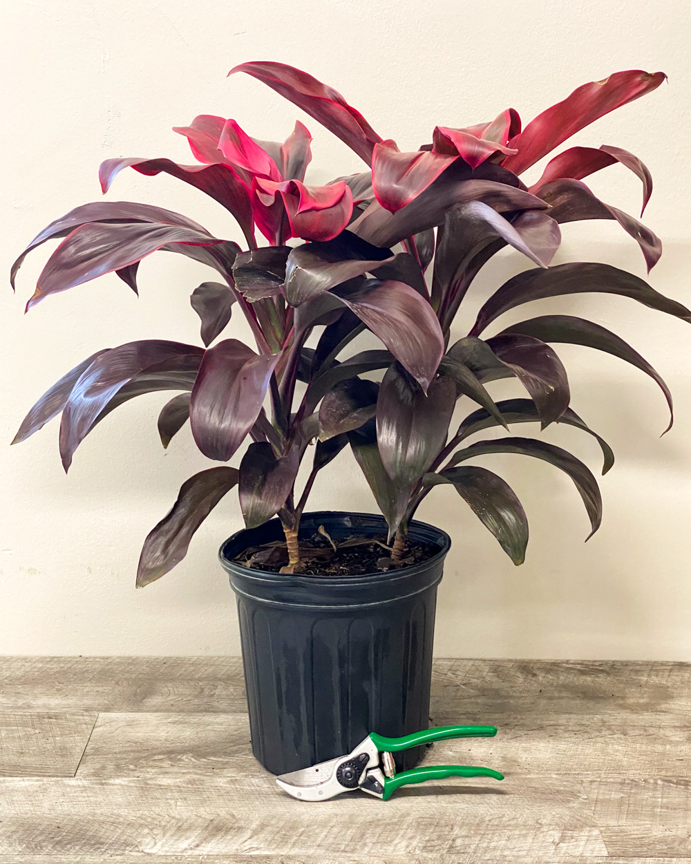 Buy Cordyline fruticosa 