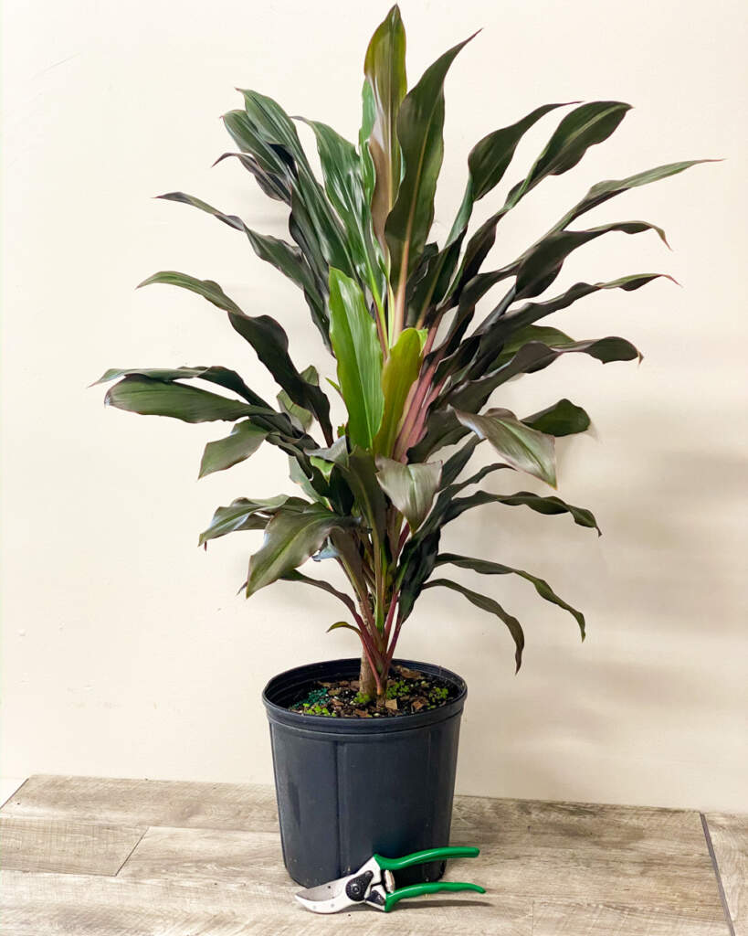 Sweet hamper lover gift delivery inside information chocolate gifts options Buy Cordyline fruticosa 'Singapore Twist', Ti Plant | Free Shipping