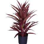 cordyline australis red sensation large