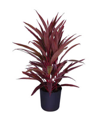 cordyline australis red sensation large
