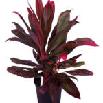 cordyline fruticosa florica