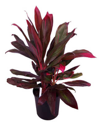 cordyline fruticosa florica