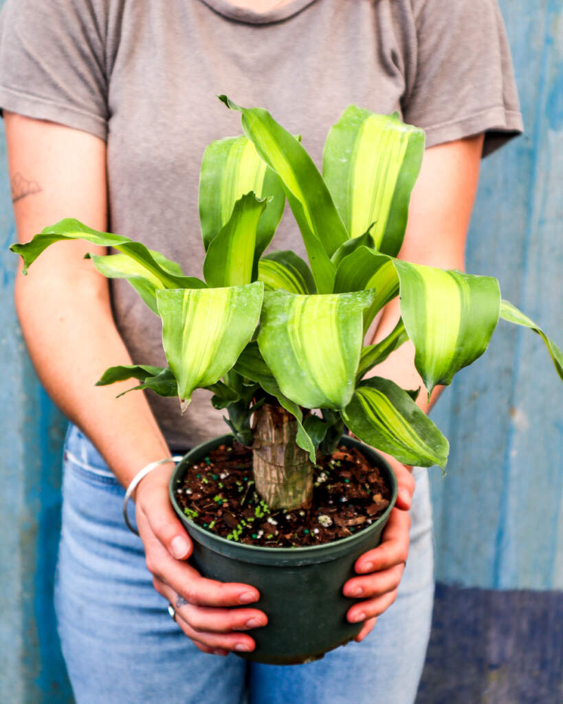 corn plant toxic to dogs