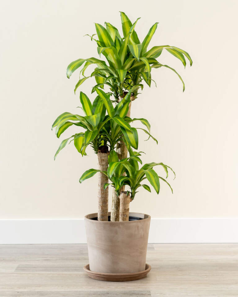 Buy Dracaena Fragrans 'Massangeana', Corn Plant Online