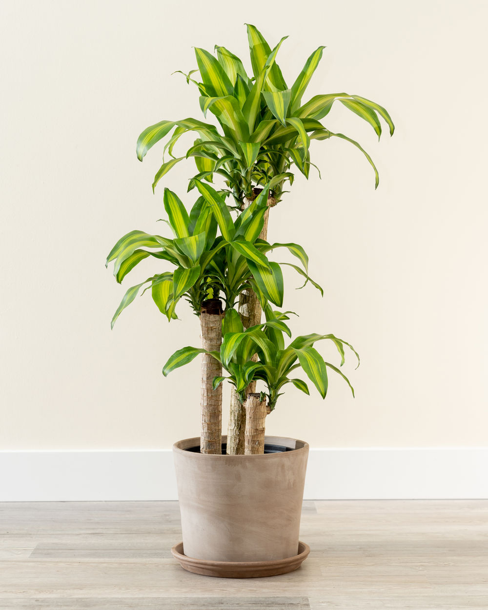 dracaena fragrans ‘massangeana’, corn plant