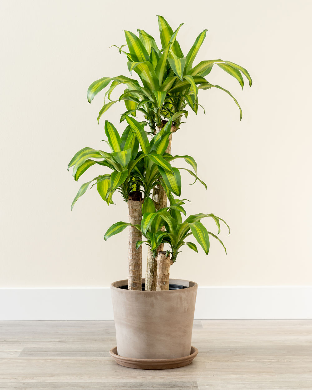 Comprar Dracaena Fragrans &#39;Massangeana&#39;, planta de maíz en línea