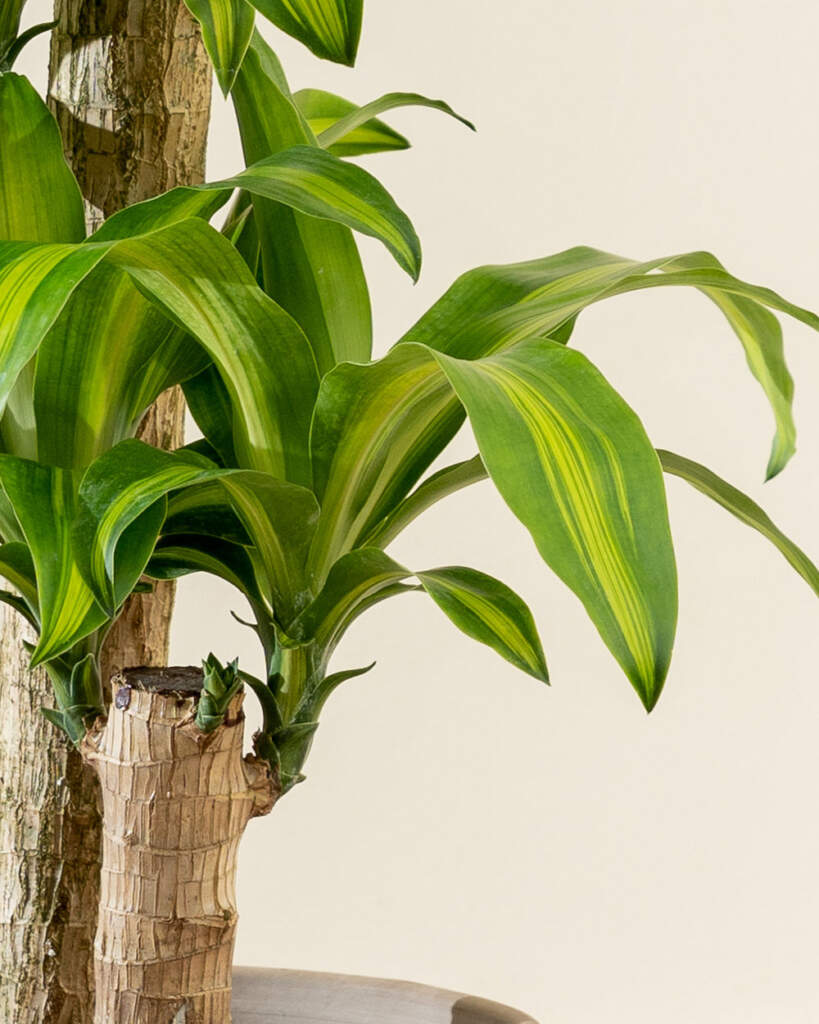 Buy Dracaena Fragrans 'Massangeana', Corn Plant Online