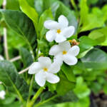 Crape Jasmine