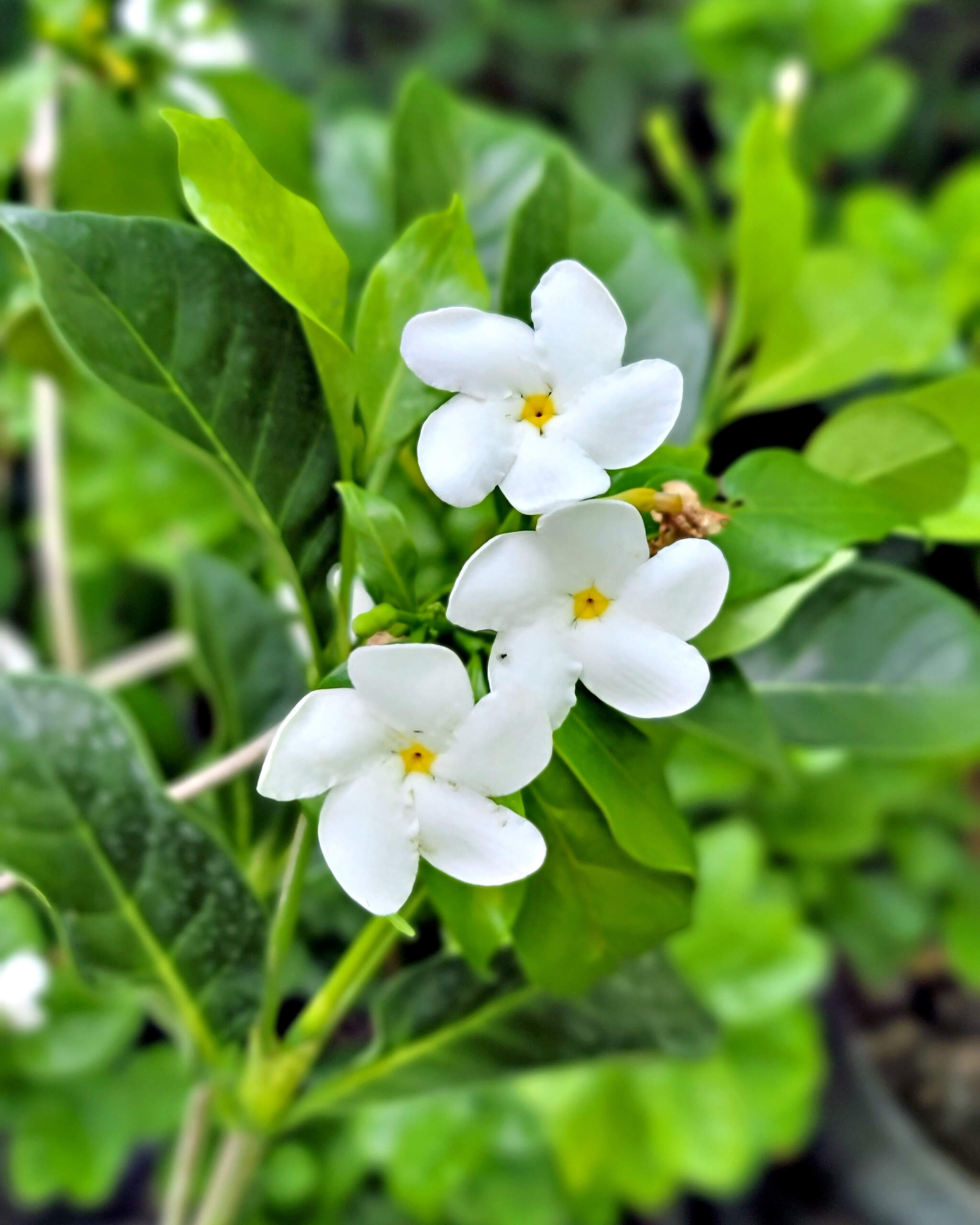Crape Jasmine | PlantVine