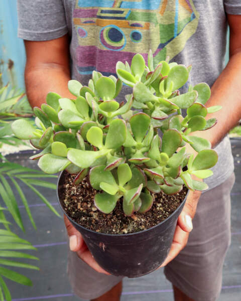 Foliage