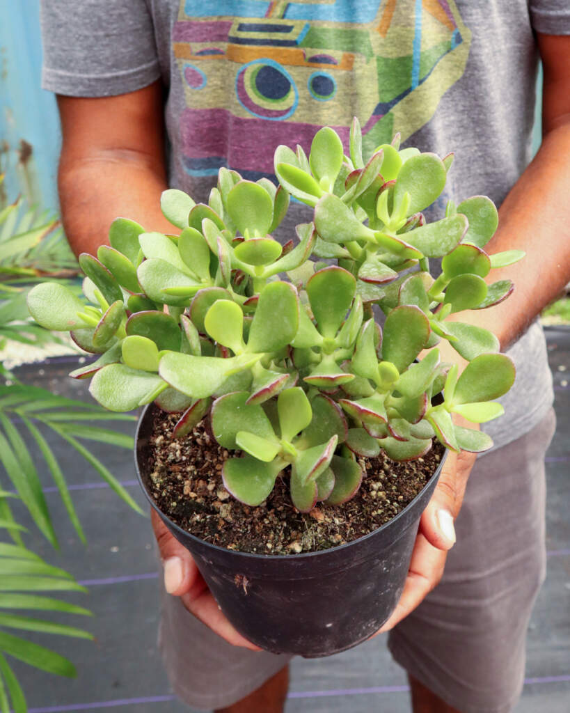 Crassula Jade Plant