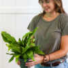 crocodile fern