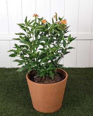 Crossandra Orange Marmalade