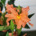 Crossandra Orange Marmalade